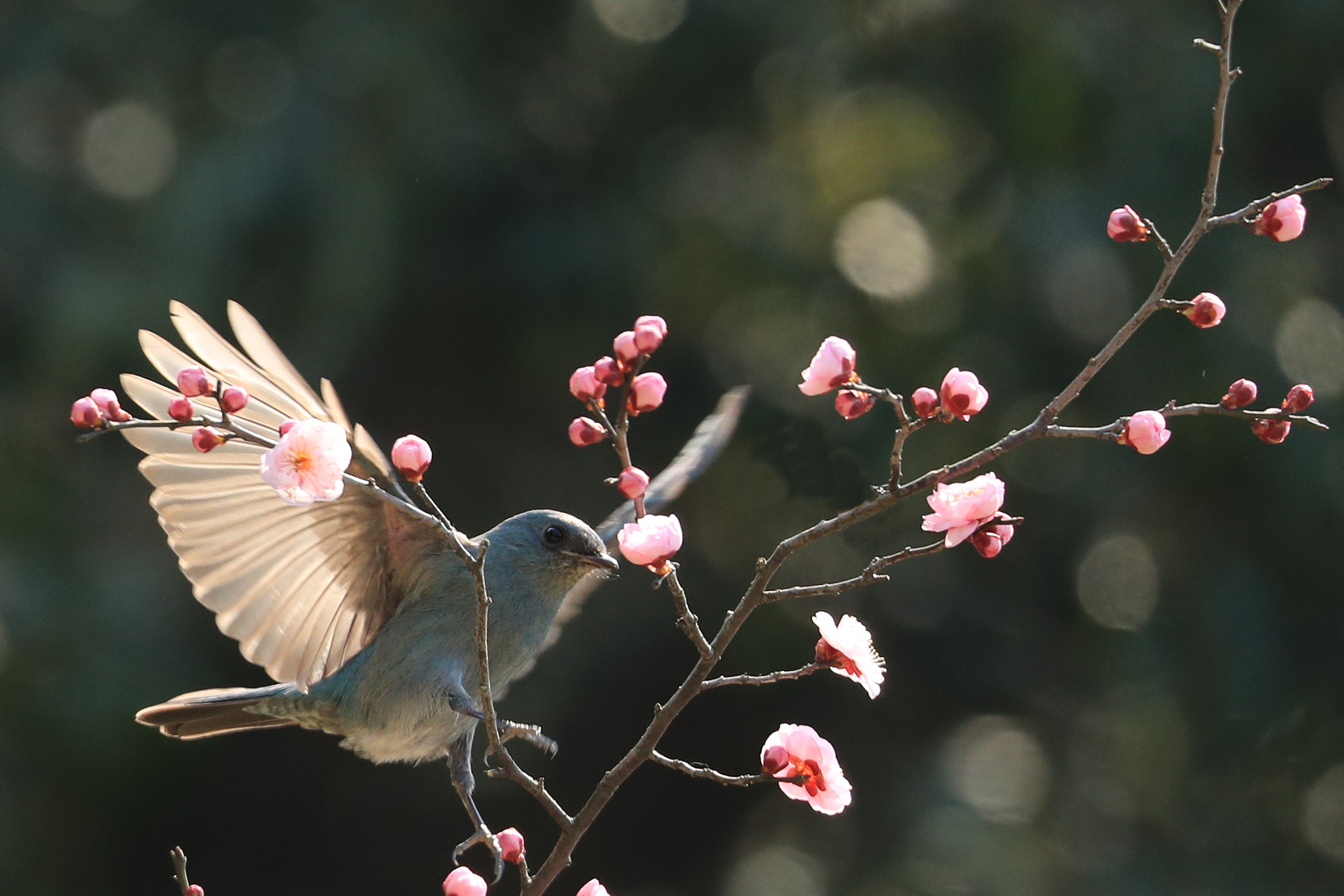 Canon EOS-1D X Mark II sample photo
