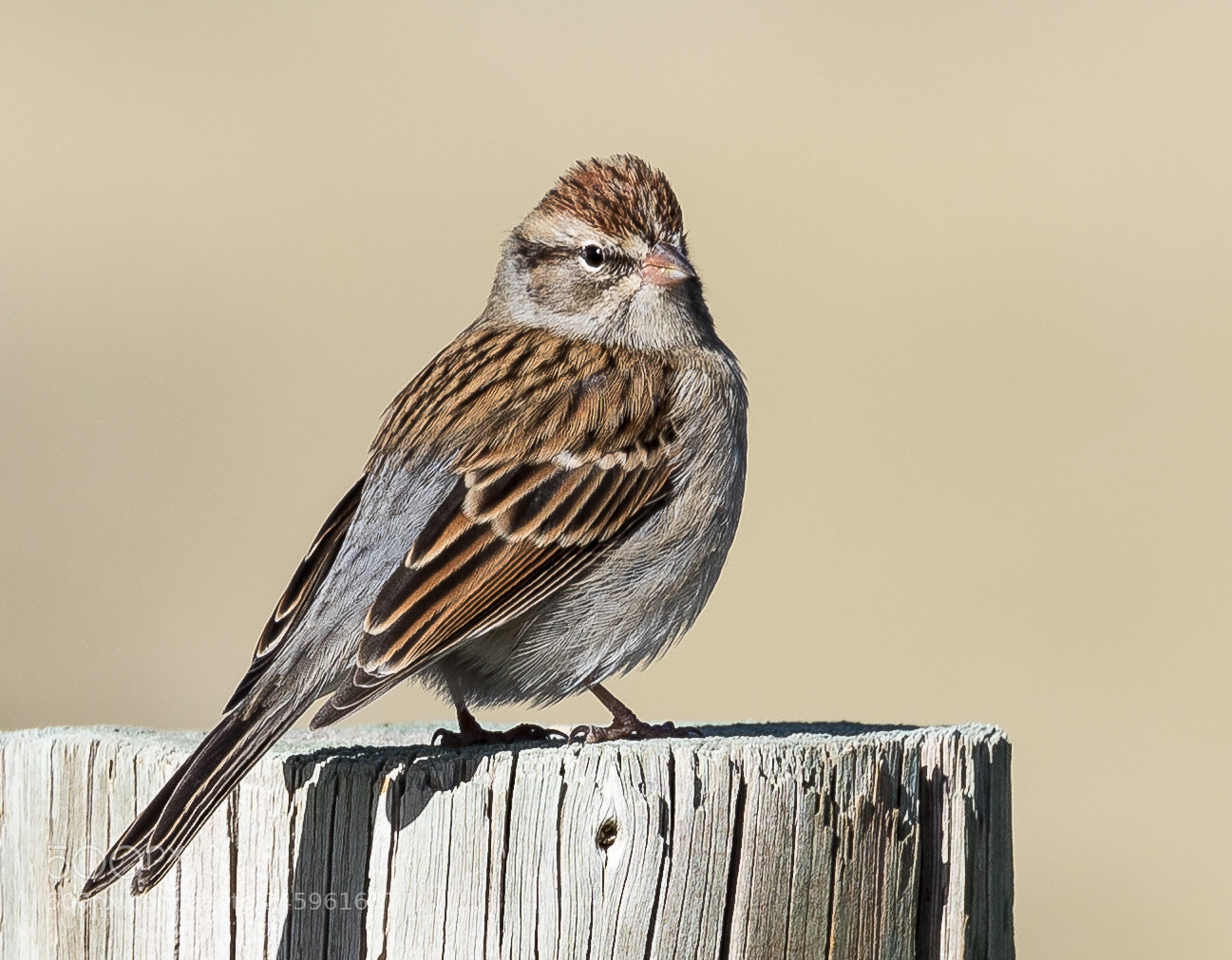 Canon EOS 7D Mark II sample photo. Chipping sparrow photography