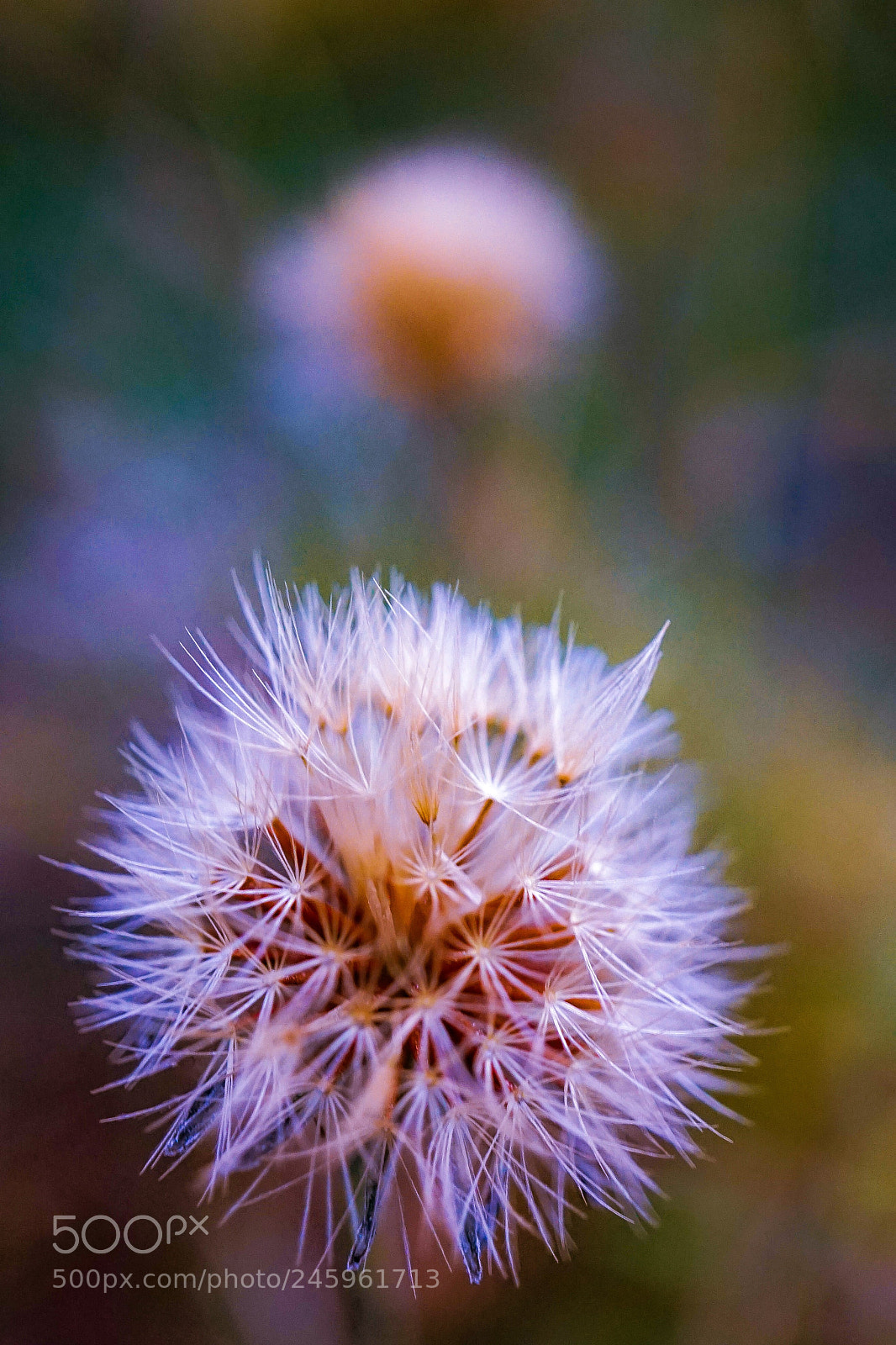 Sony a7 II sample photo. Dandelions,kites...wind... photography