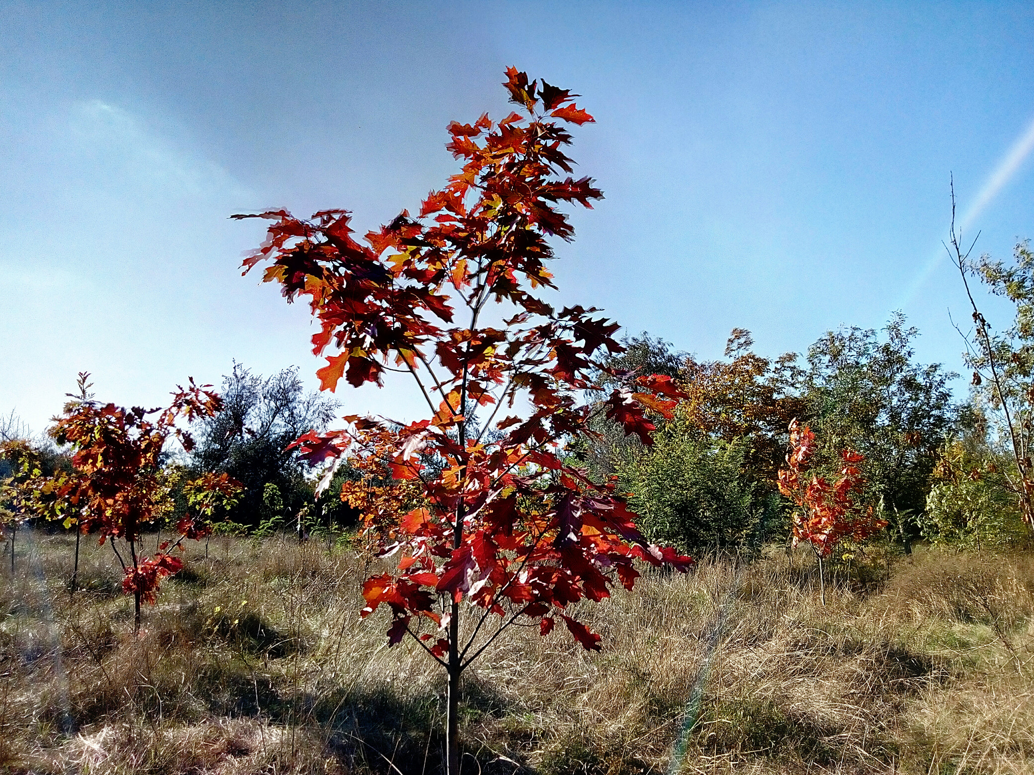 Meizu M5s sample photo
