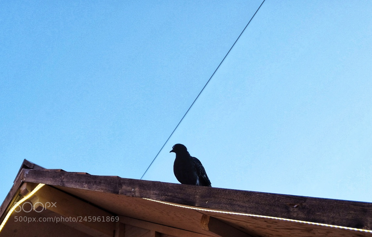Fujifilm X-T20 sample photo. Untitled photography