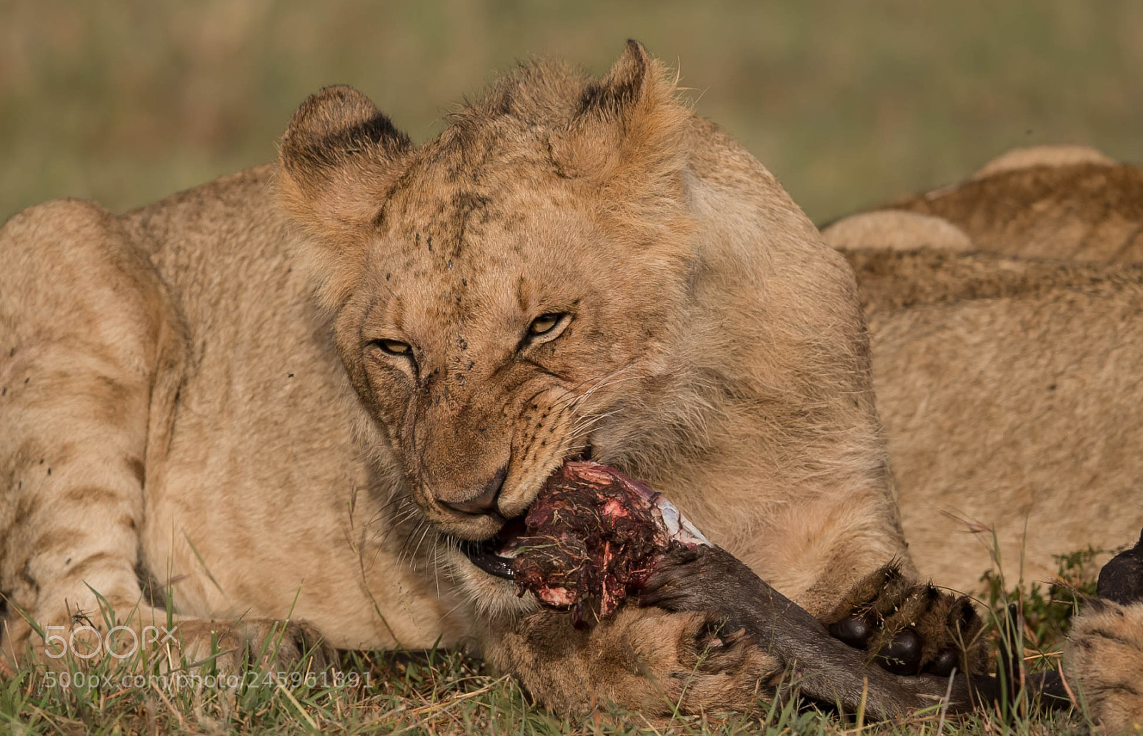 Nikon D5 sample photo. A lion with a photography