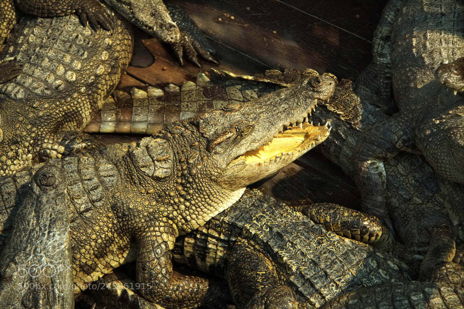 Canon EOS 50D sample photo. Crocodils photography