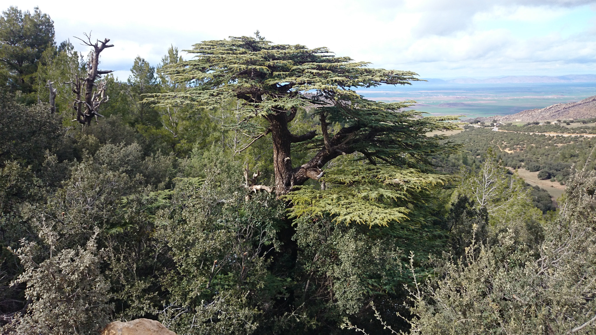 Sony Xperia Z1 Compact sample photo. Cedar tree in algeria photography