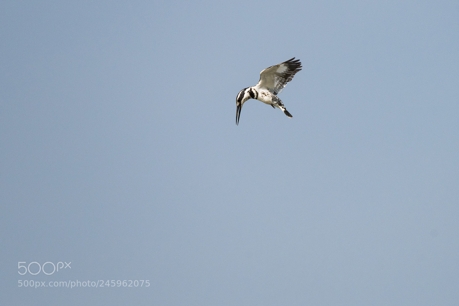 Nikon D810 sample photo. Pied kingfisher attacks photography