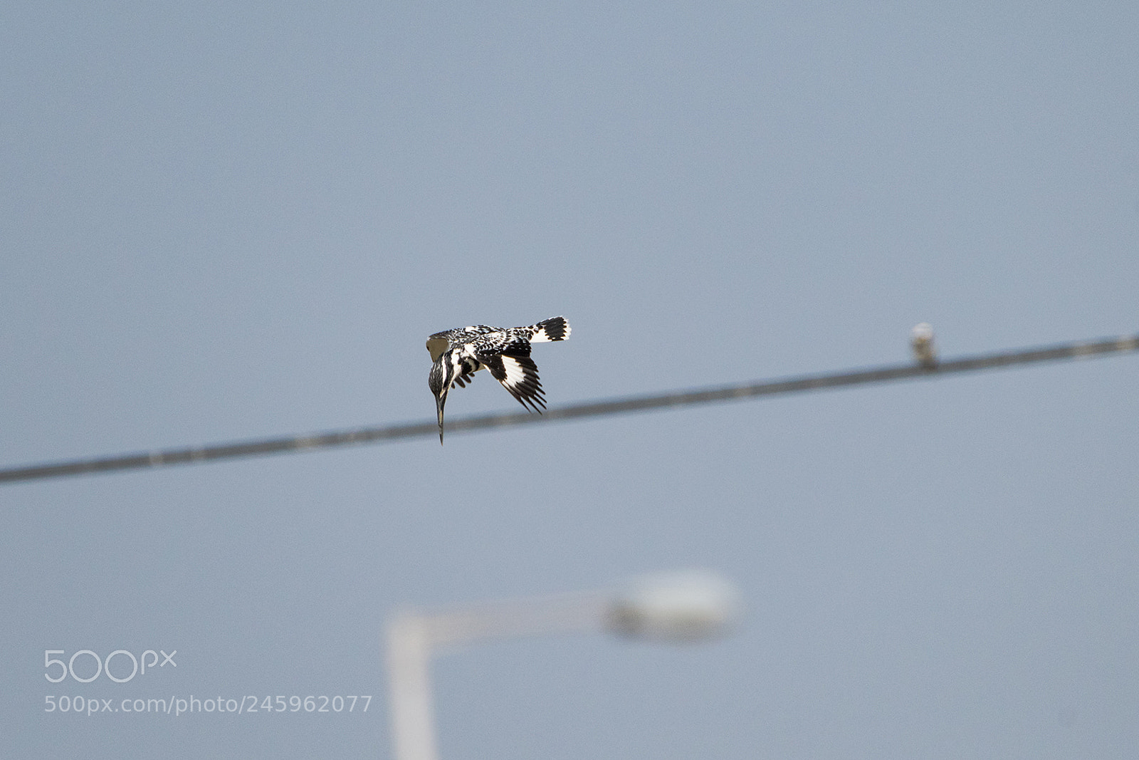 Nikon D810 sample photo. Pied kingfisher attacks photography