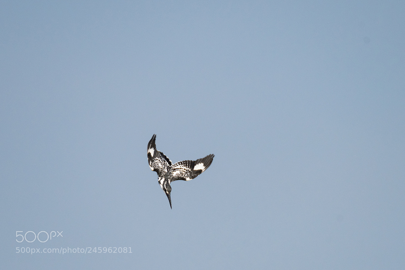 Nikon D810 sample photo. Pied kingfisher attacks photography