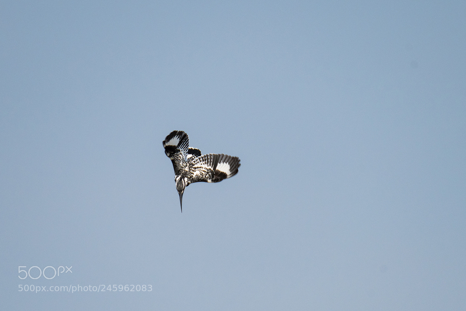 Nikon D810 sample photo. Pied kingfisher attacks photography