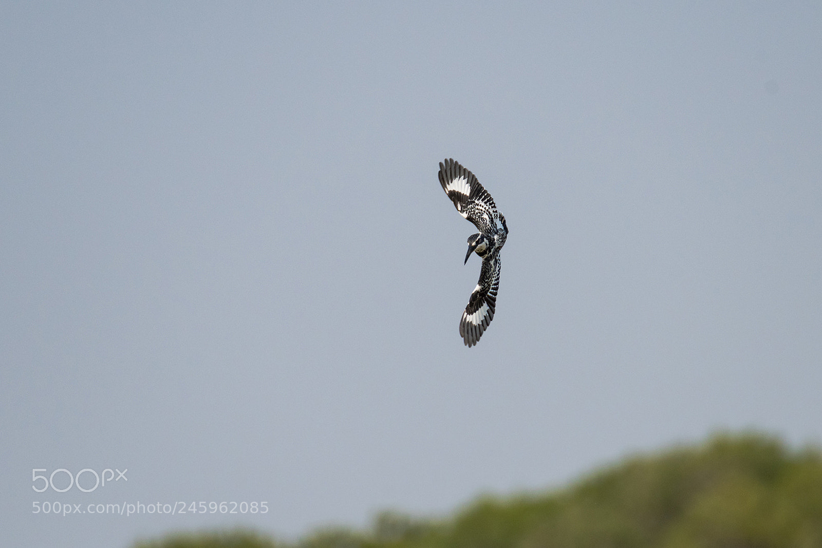 Nikon D810 sample photo. Pied kingfisher attacks photography