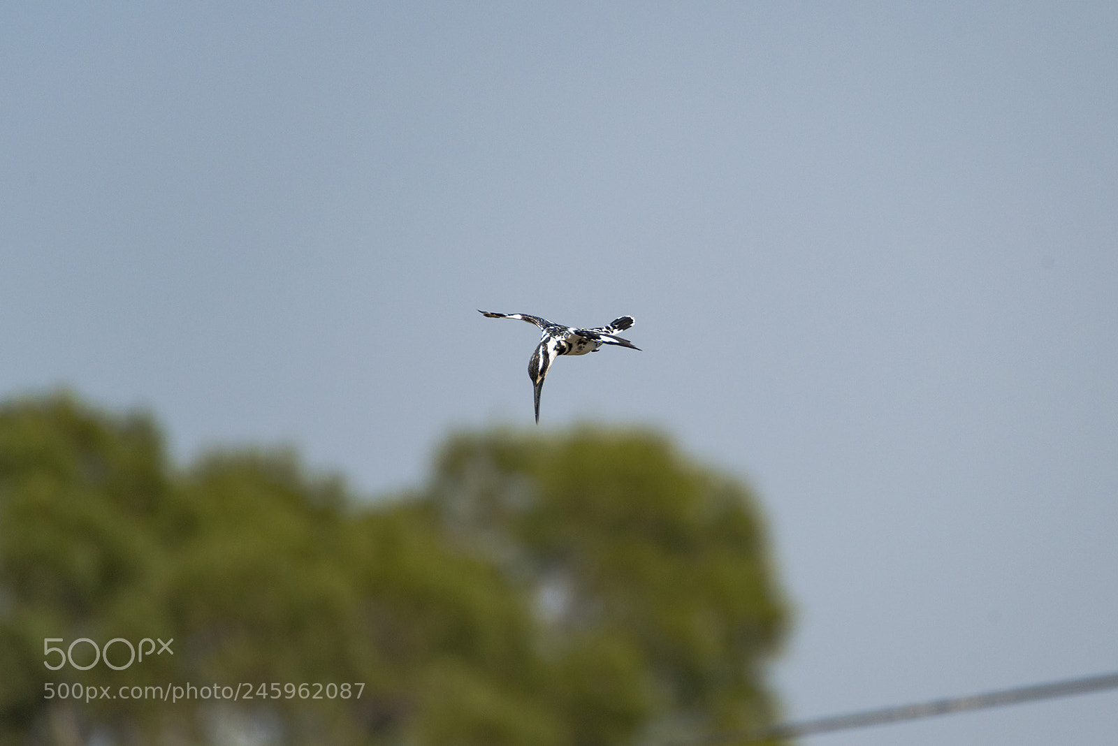 Nikon D810 sample photo. Pied kingfisher attacks photography