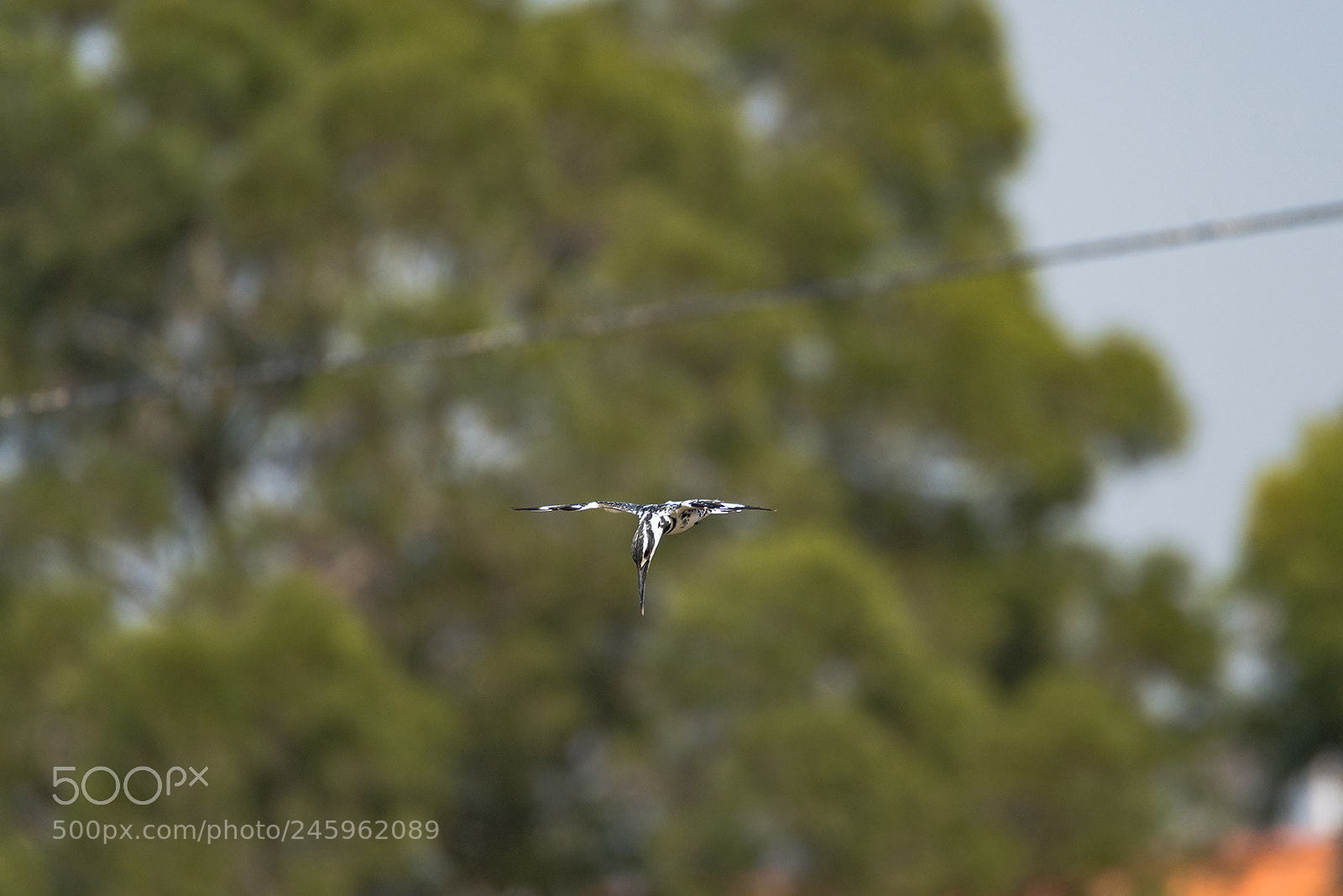 Nikon D810 sample photo. Pied kingfisher attacks photography