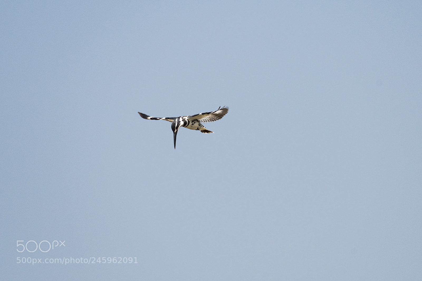 Nikon D810 sample photo. Pied kingfisher attacks photography
