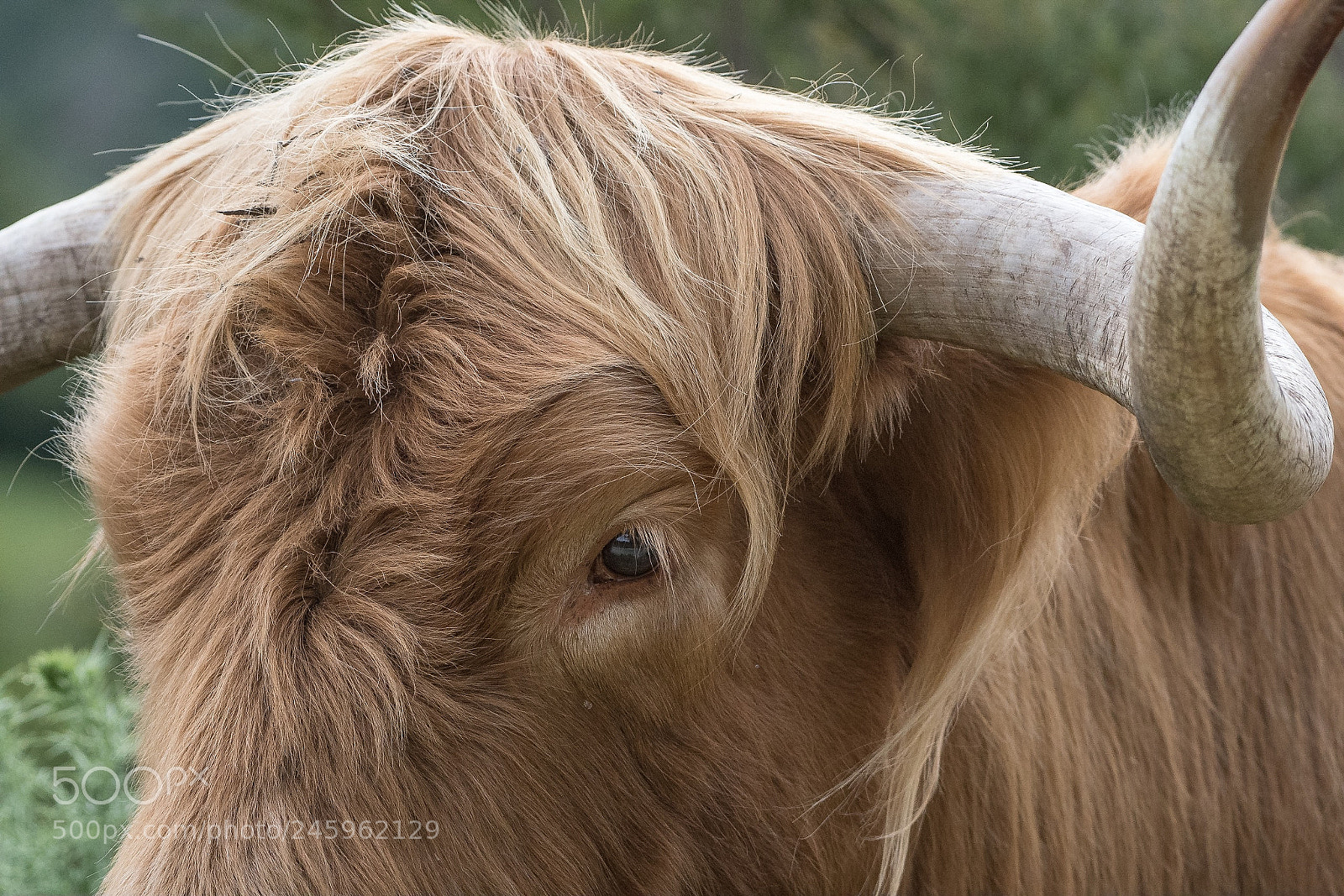 Nikon D500 sample photo. Highland cattle , canaan photography