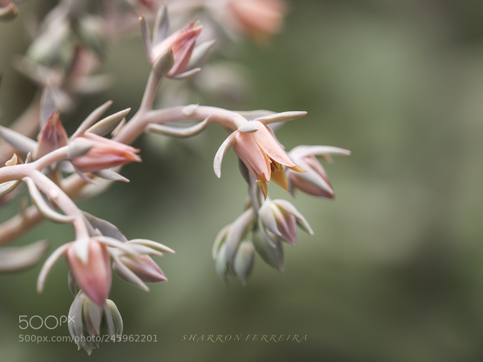 Olympus OM-D E-M5 II sample photo. Looks like spring photography