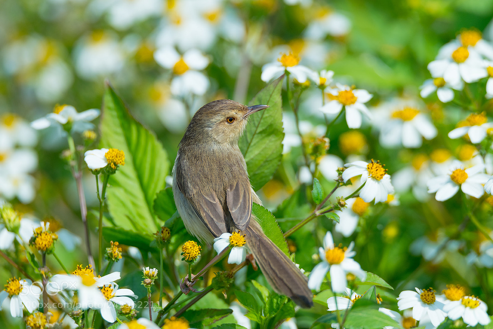 Nikon D810 sample photo. Tawny-flanked prinia and flowers photography