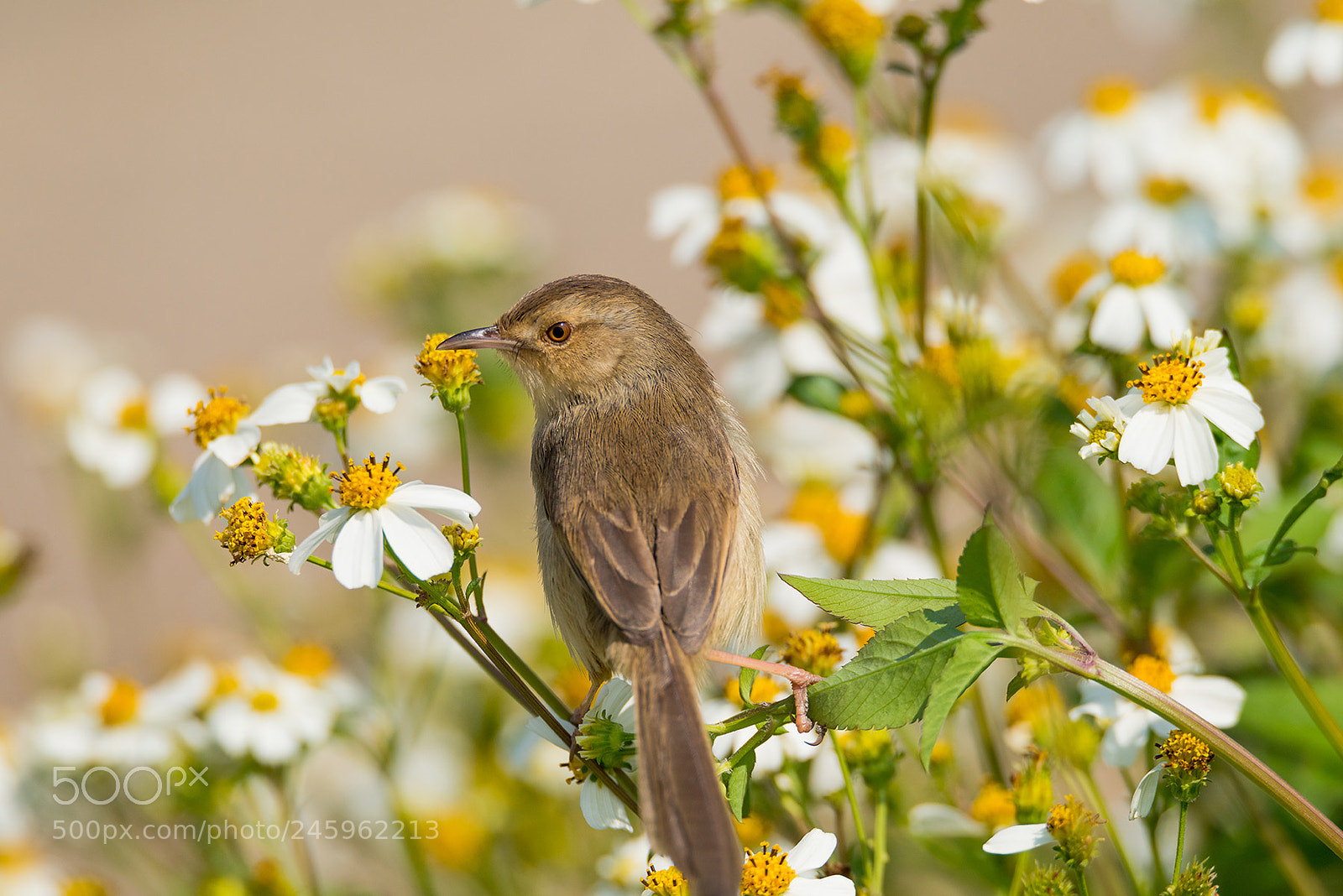 Nikon D810 sample photo. Tawny-flanked prinia and flowers photography