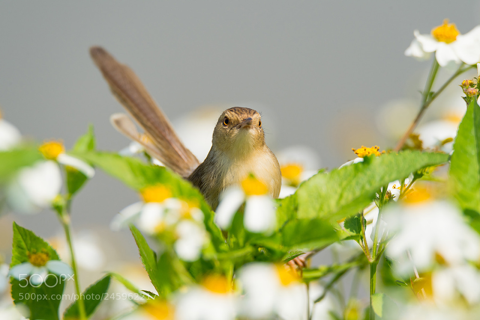 Nikon D810 sample photo. Tawny-flanked prinia and flowers photography