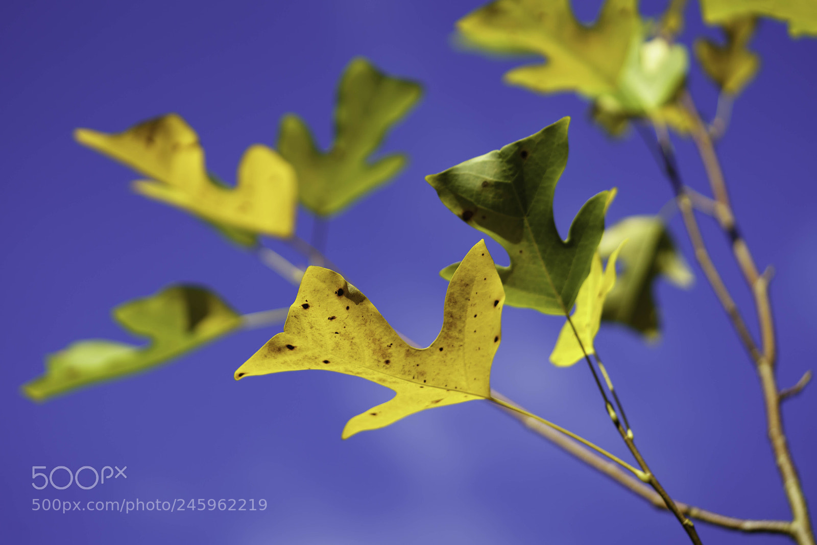 Sony a7R II sample photo. Tulip tree liriodendron tulipiferain photography