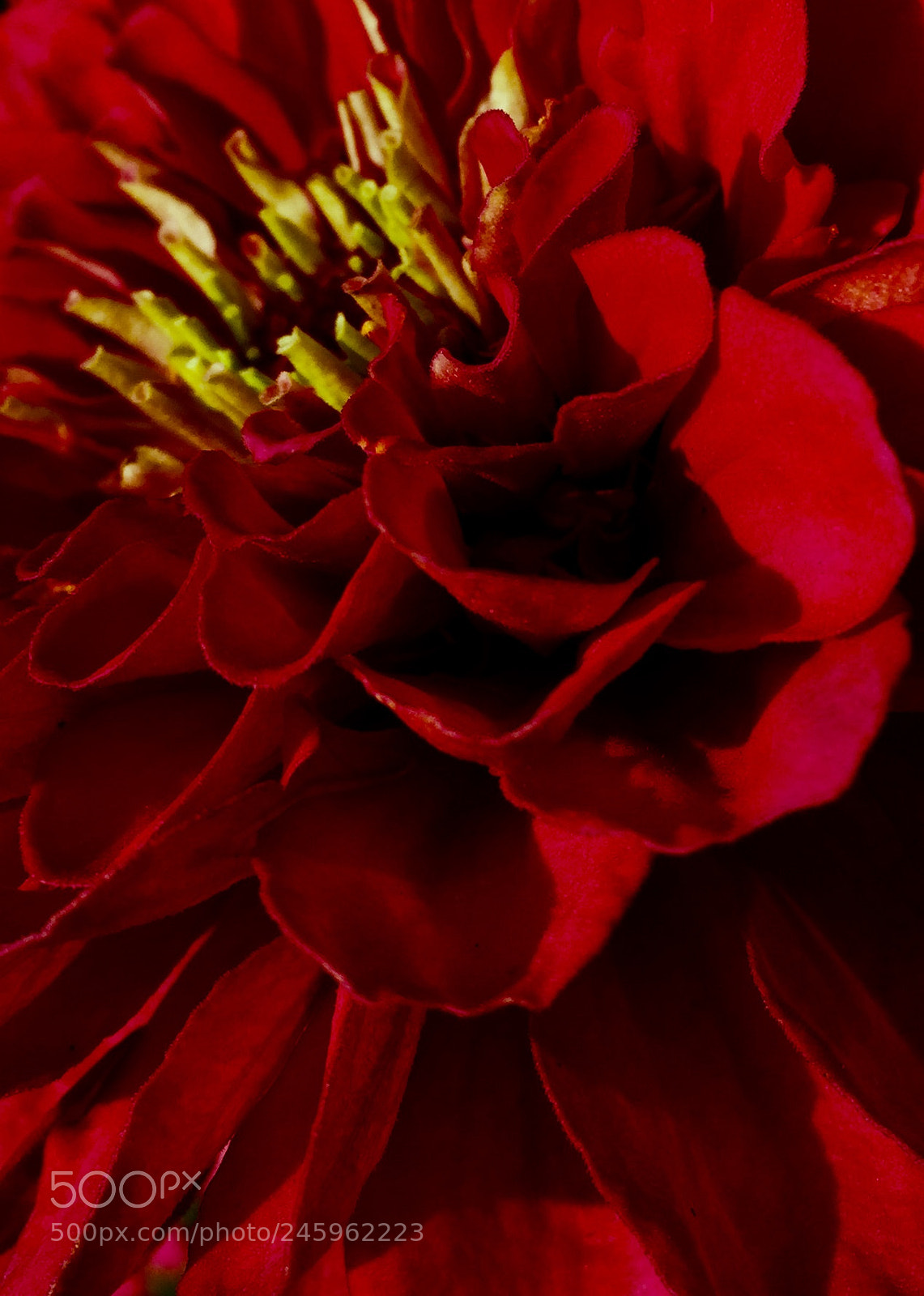 Apple iPhone 6 sample photo. Untitled photography