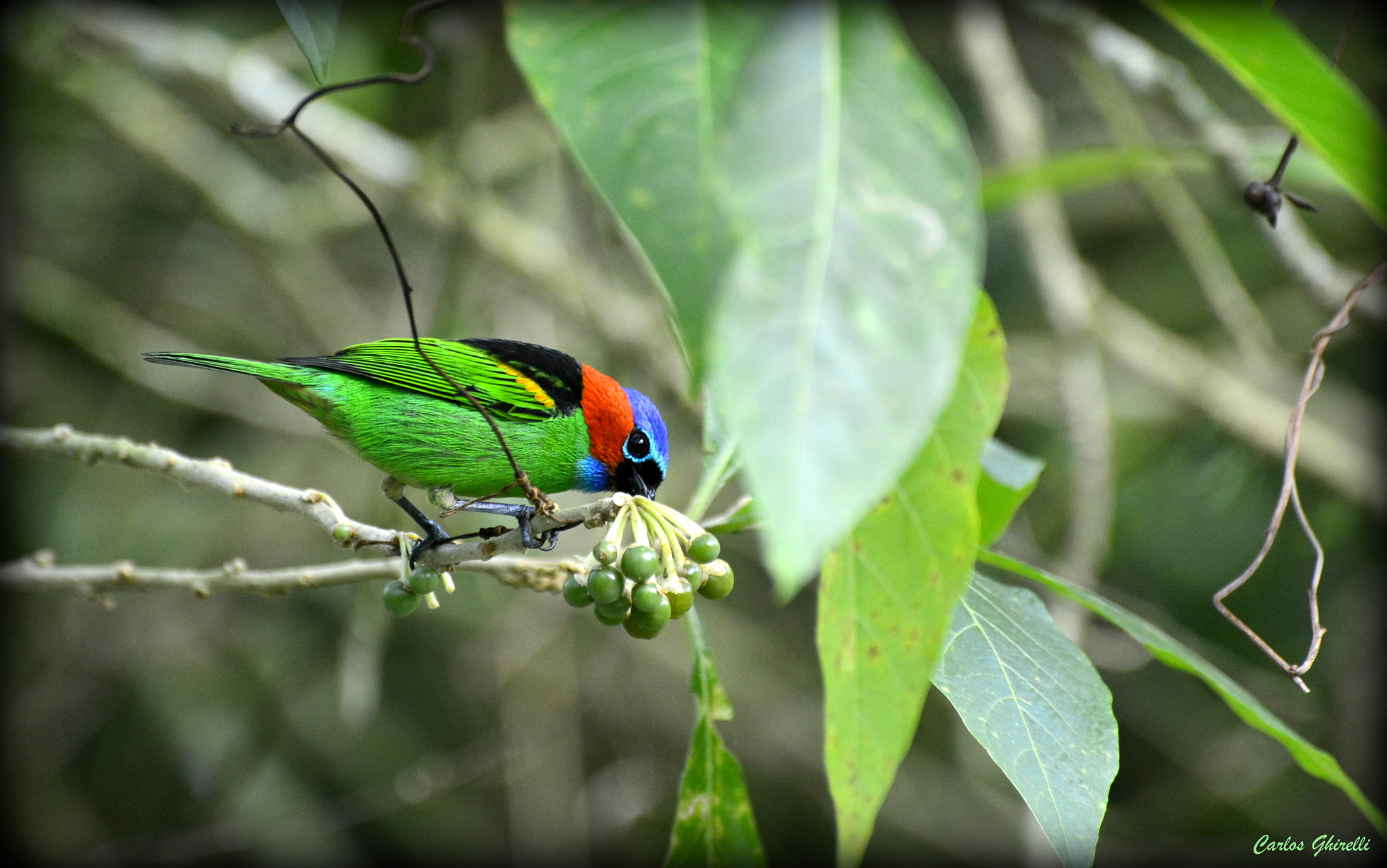 Nikon D5200 sample photo. Saíra militar- red-necked tanager, male. photography