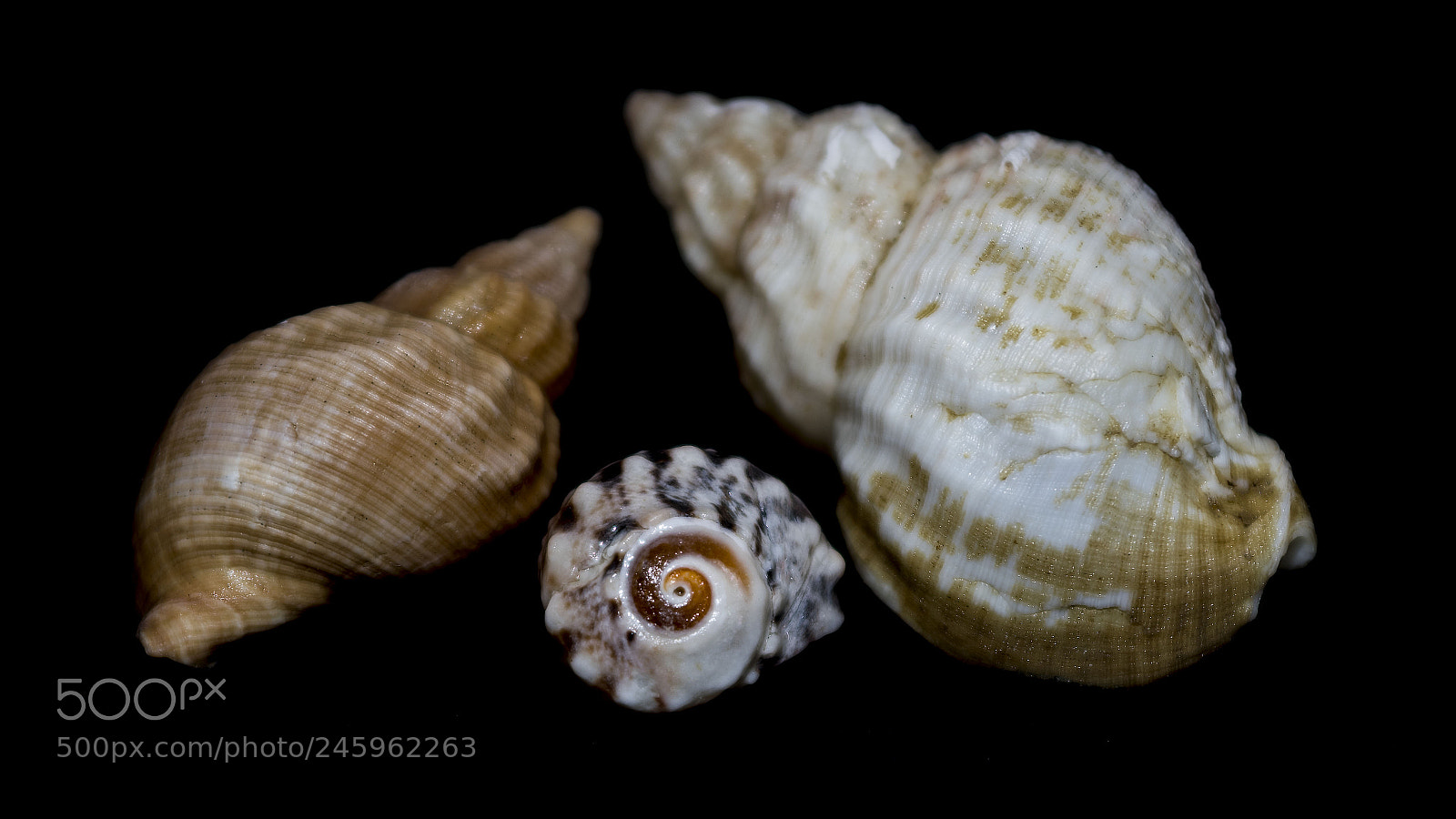 Nikon D500 sample photo. Seashells photography