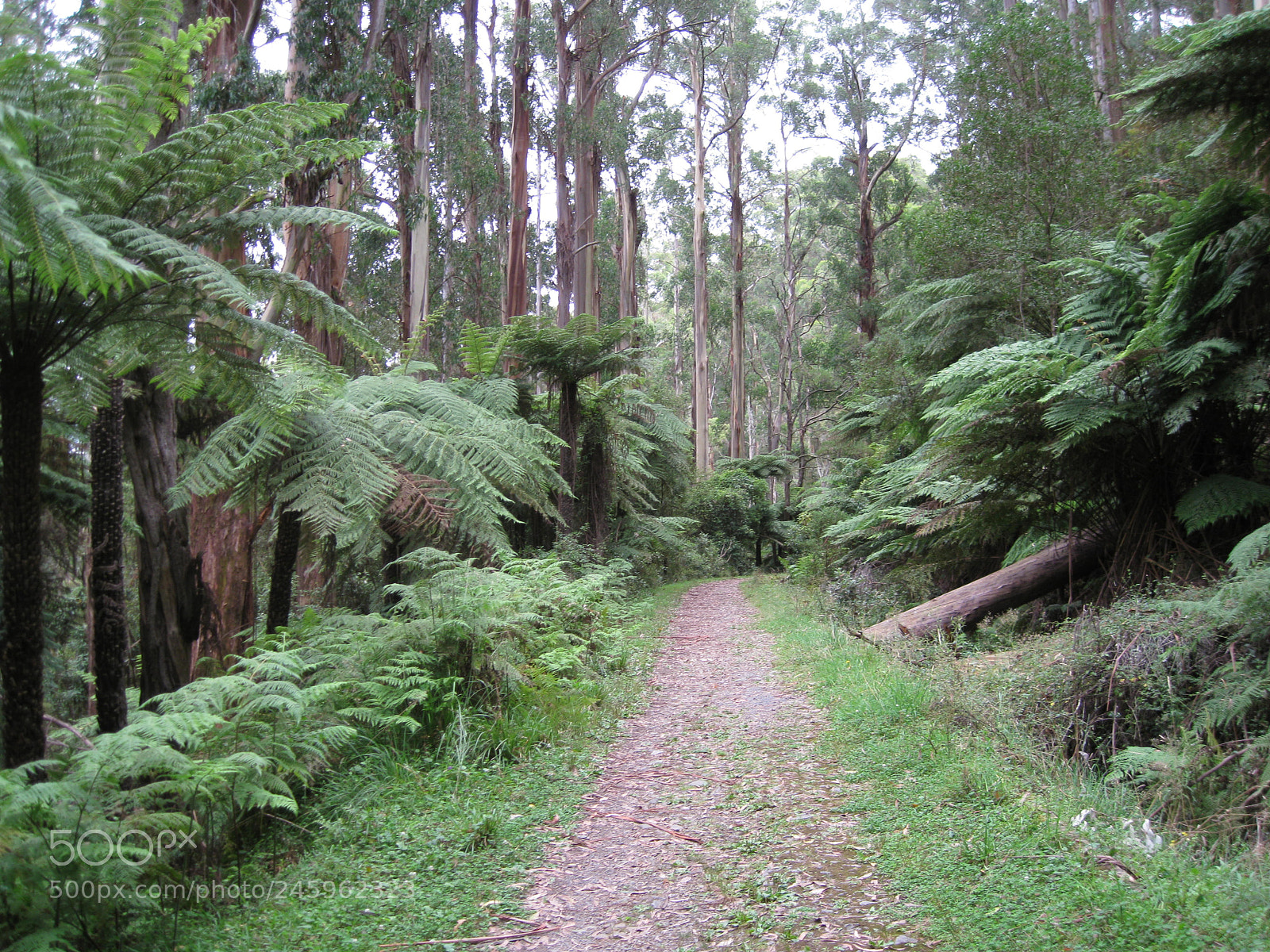Canon DIGITAL IXUS 960 IS sample photo. A ferny grove photography