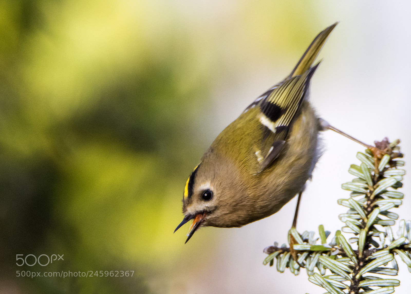 Nikon D7100 sample photo. Goldcrest photography