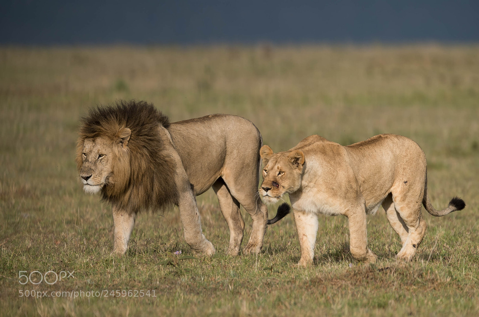 Nikon D5 sample photo. Lioness on a prowl photography