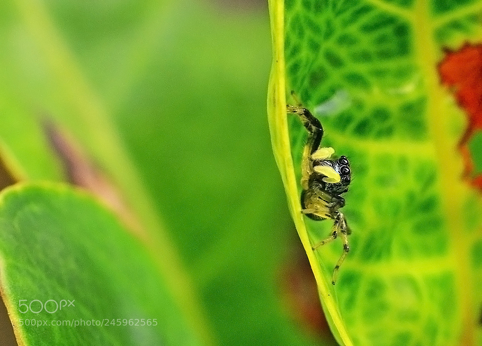 Nikon D3100 sample photo. Spider photography