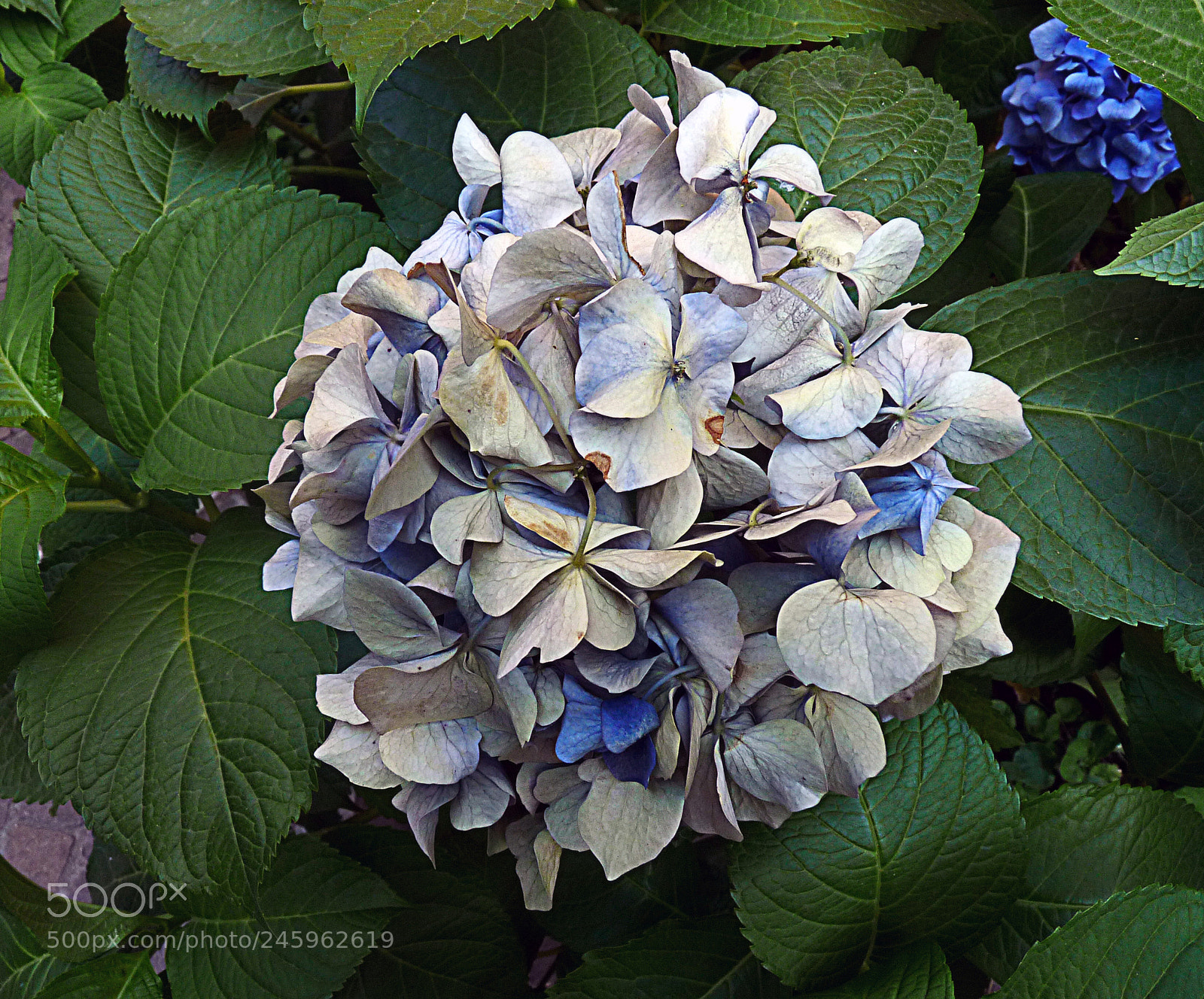 Panasonic Lumix DMC-FZ28 sample photo. Copia photography