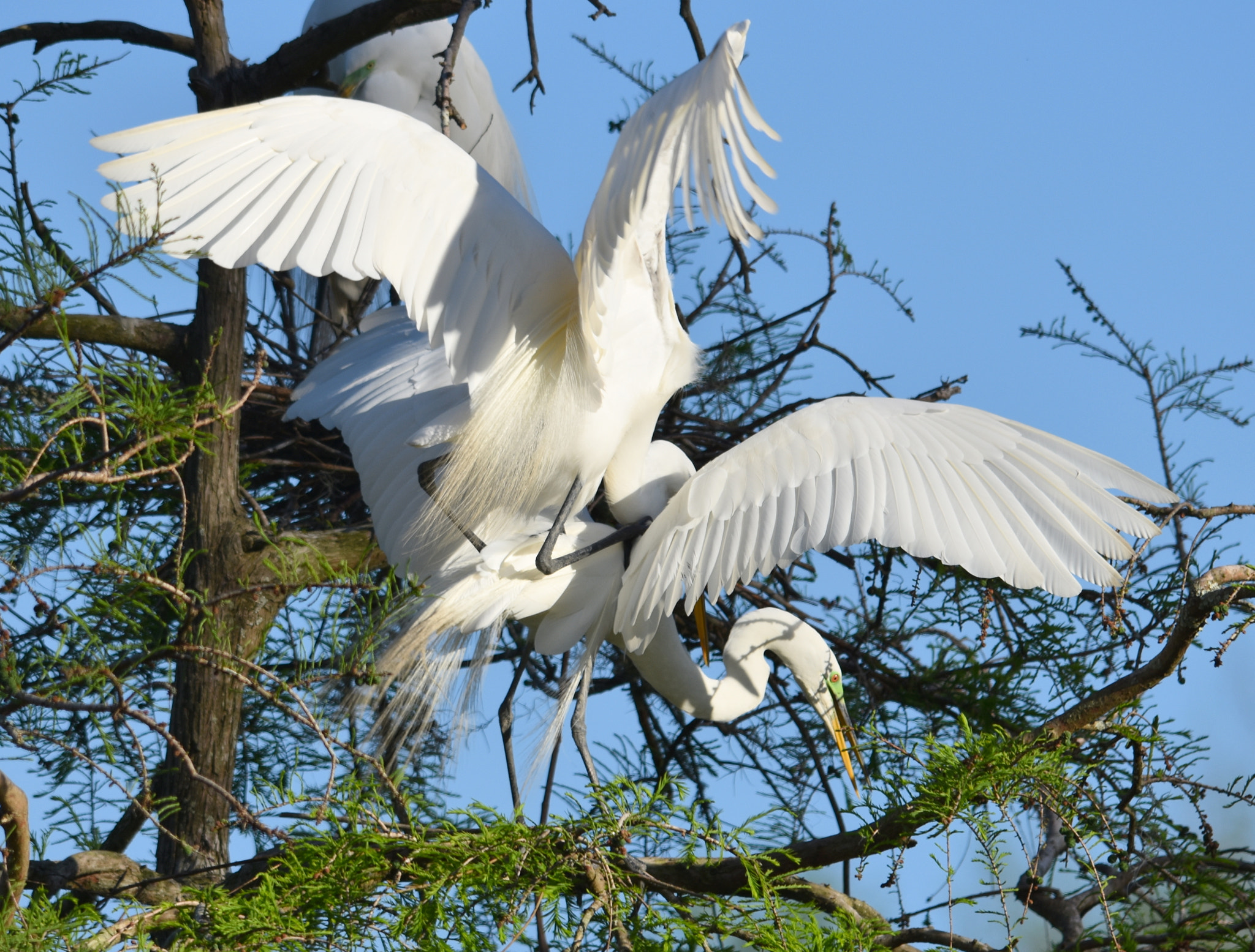 Sigma 150-500mm F5-6.3 DG OS HSM sample photo. Love in the air photography