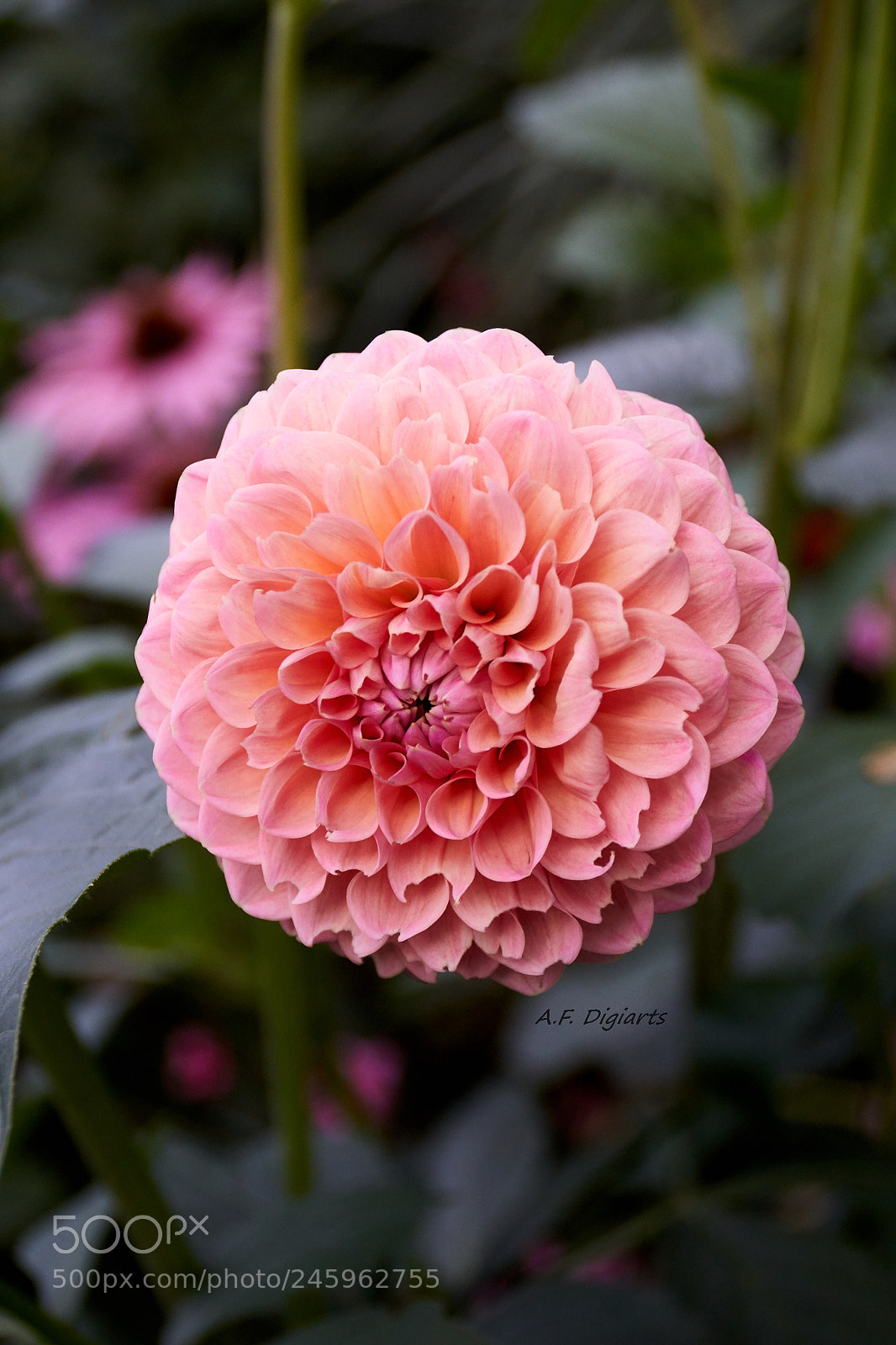 Sony ILCA-77M2 sample photo. Flower photography