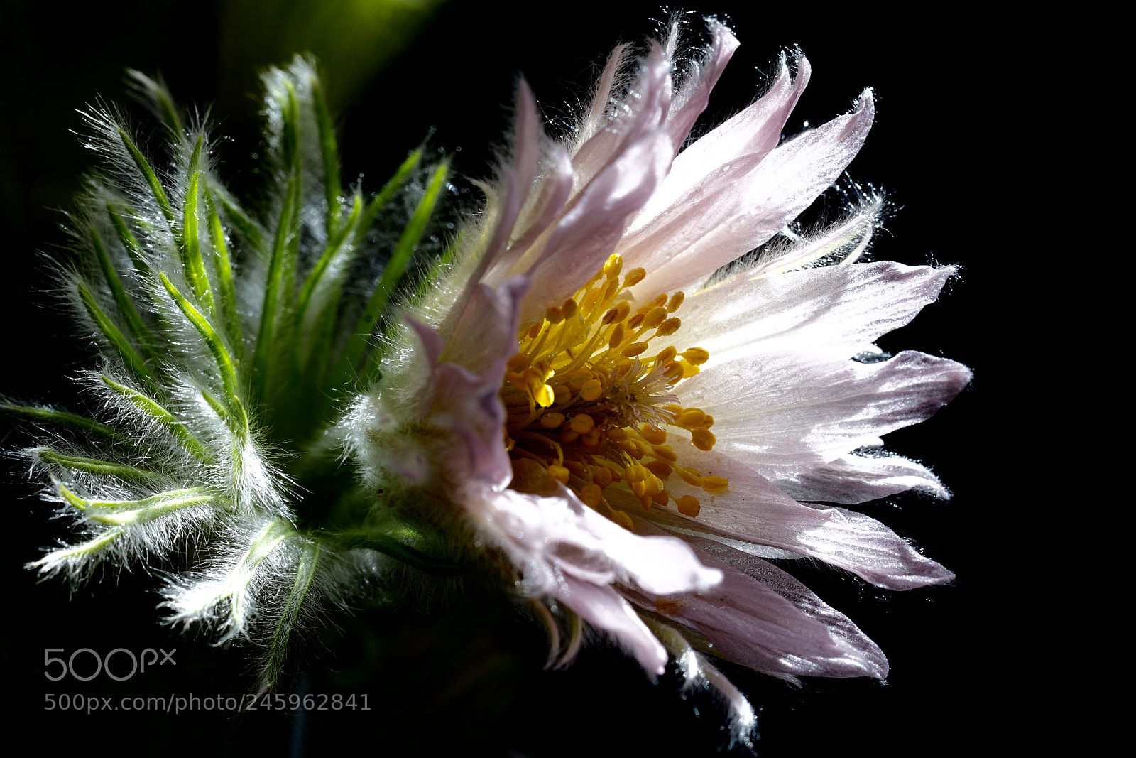 Sony a7 II sample photo. Anemone photography