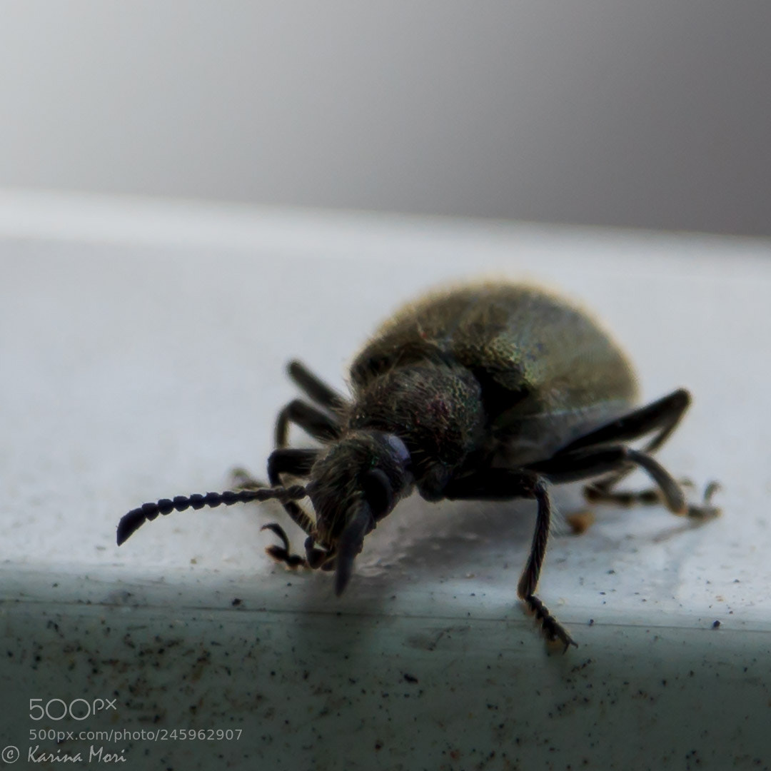 Canon EOS 600D (Rebel EOS T3i / EOS Kiss X5) sample photo. Bug photography