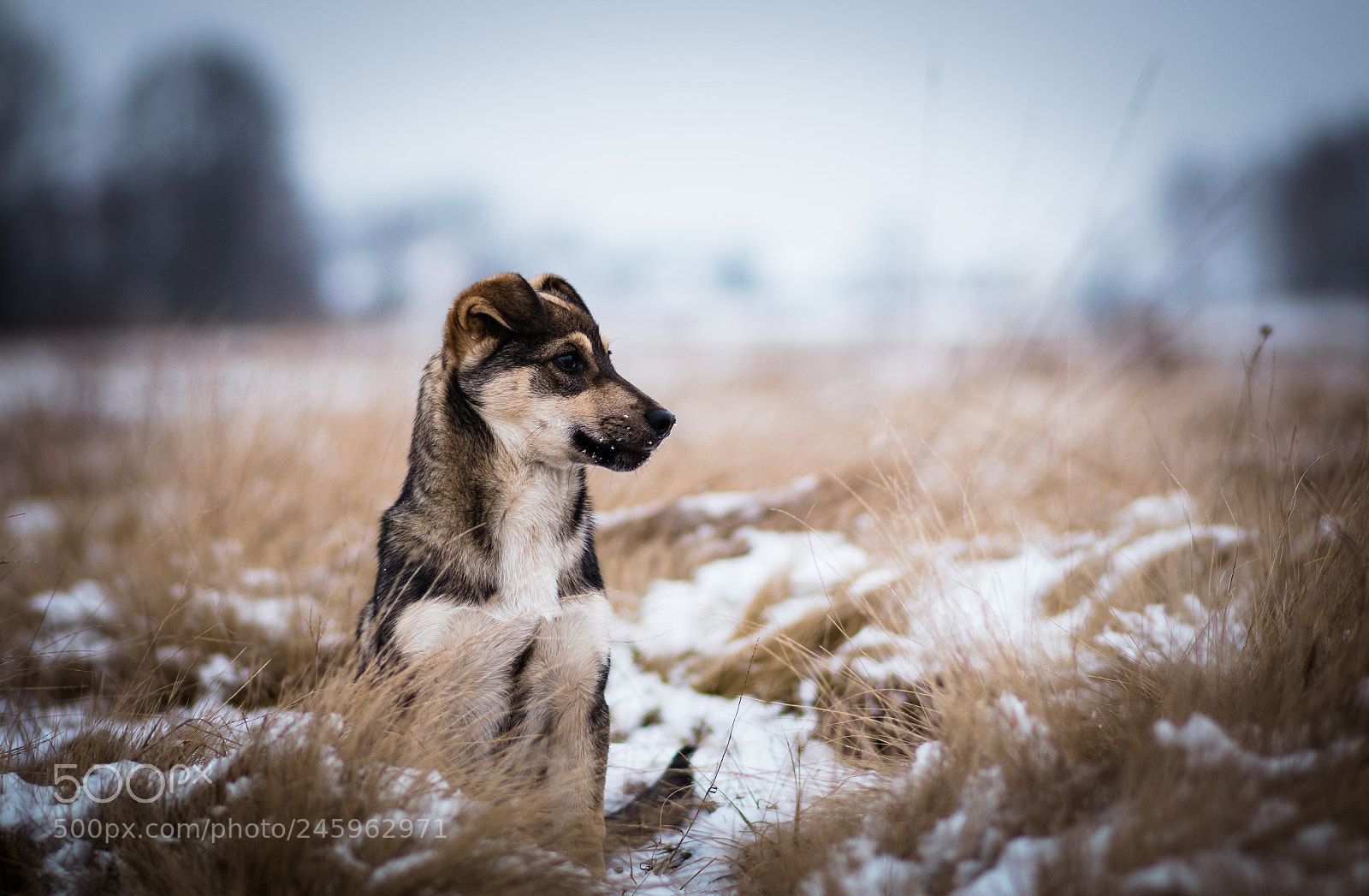 Nikon D5500 sample photo. Sweet puppy photography