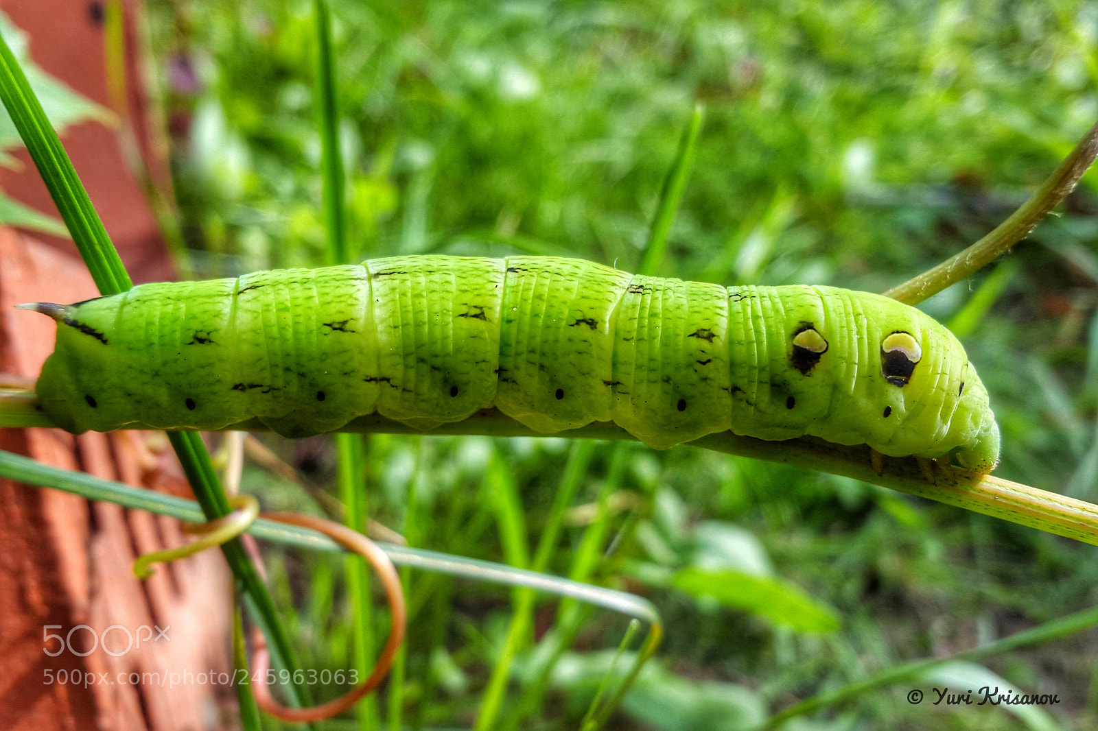 Samsung Galaxy Alpha sample photo. Caterpillar of the elephant photography