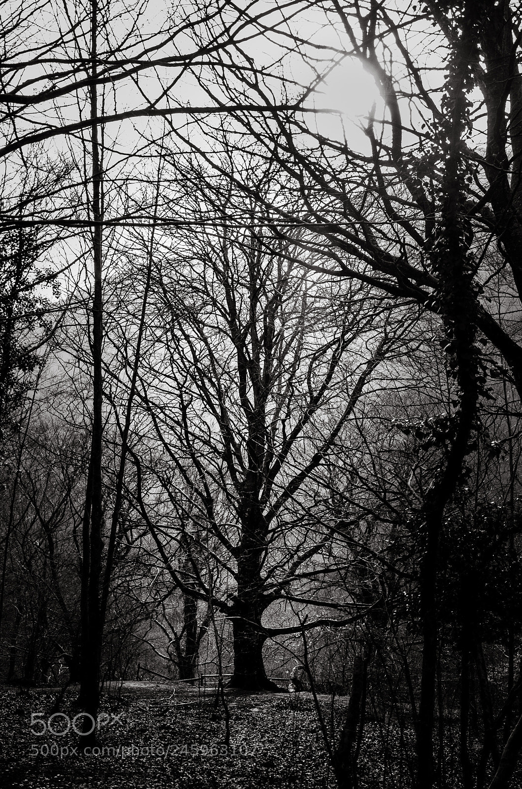 Nikon D5100 sample photo. Nacimiento de urederra photography