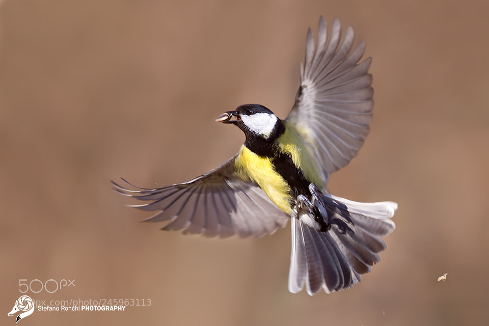 Canon EOS-1D X sample photo. Fly photography