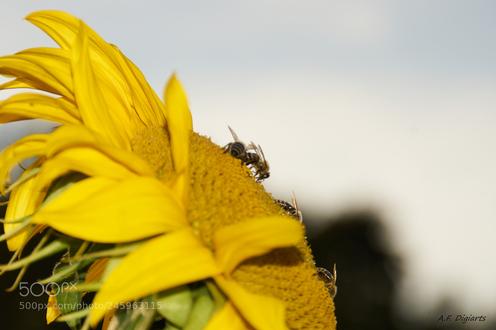 Sony ILCA-77M2 sample photo. Hard work for sweets 2 photography