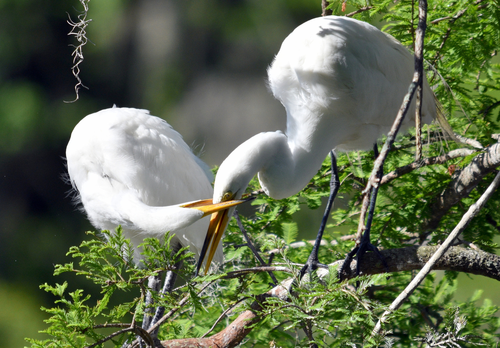 Sigma 150-500mm F5-6.3 DG OS HSM sample photo. Enough of the chatter photography