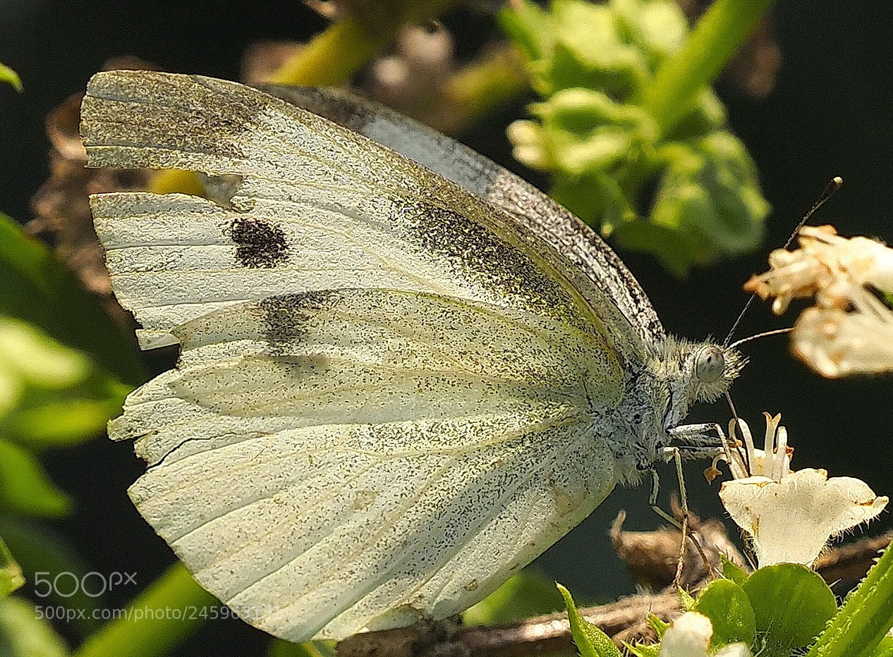 Olympus OM-D E-M1 Mark II sample photo. Nectar photography
