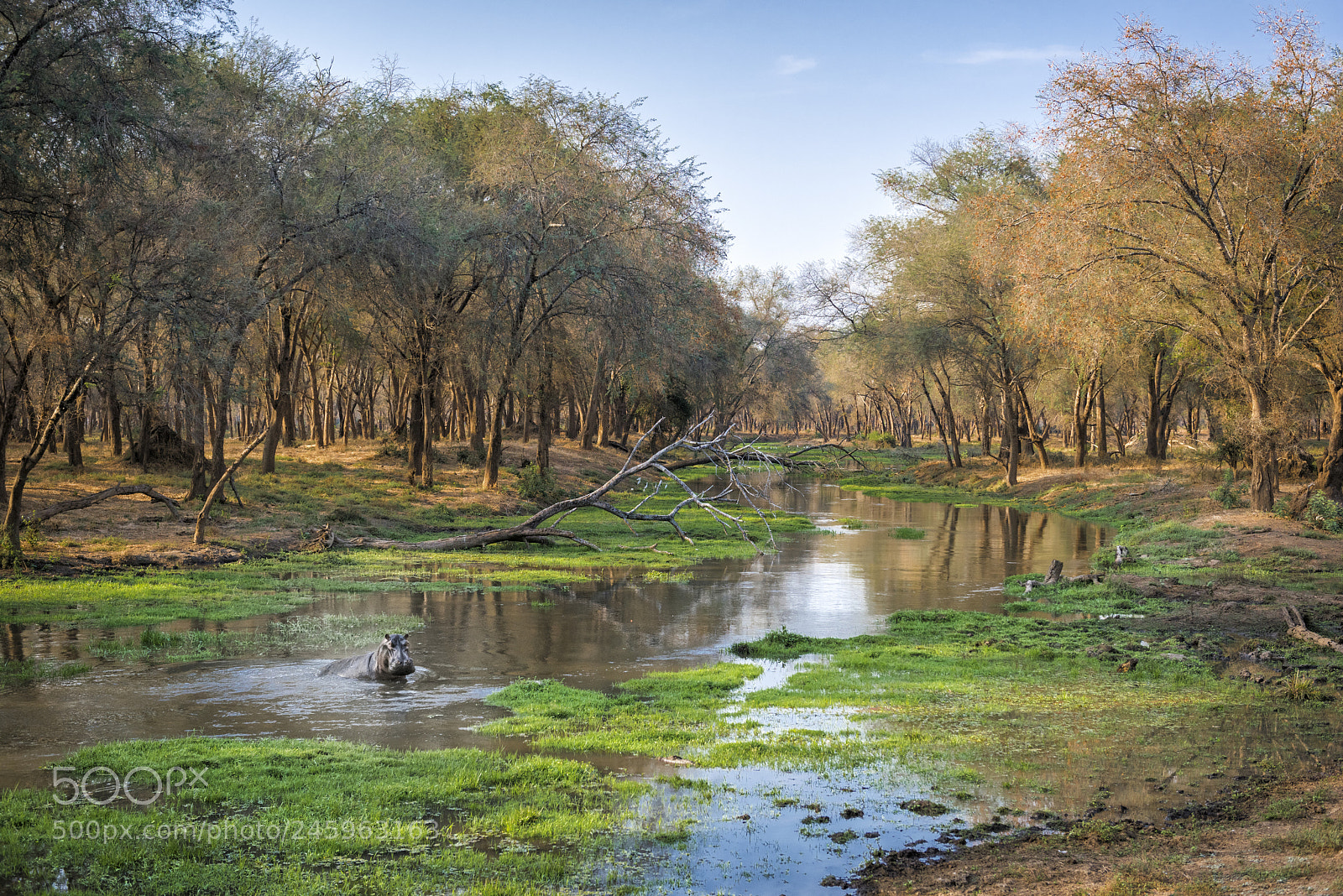 Nikon D810 sample photo. Hippo surprise photography