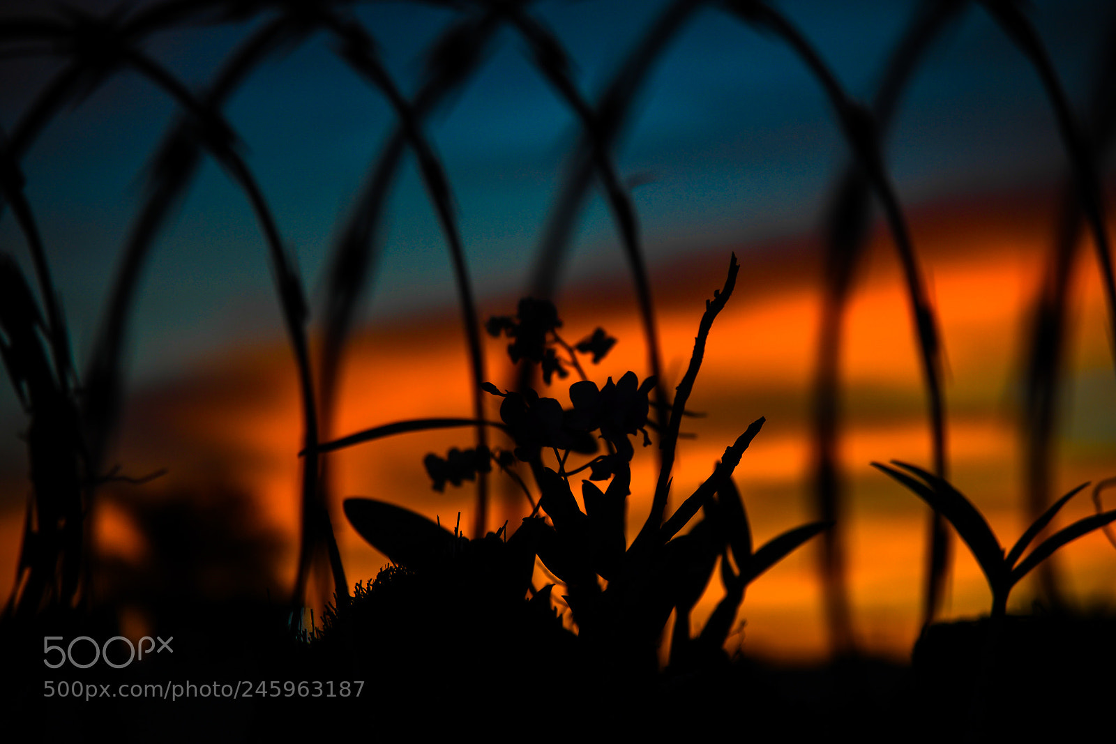 Nikon D5 sample photo. Roses and thorns photography