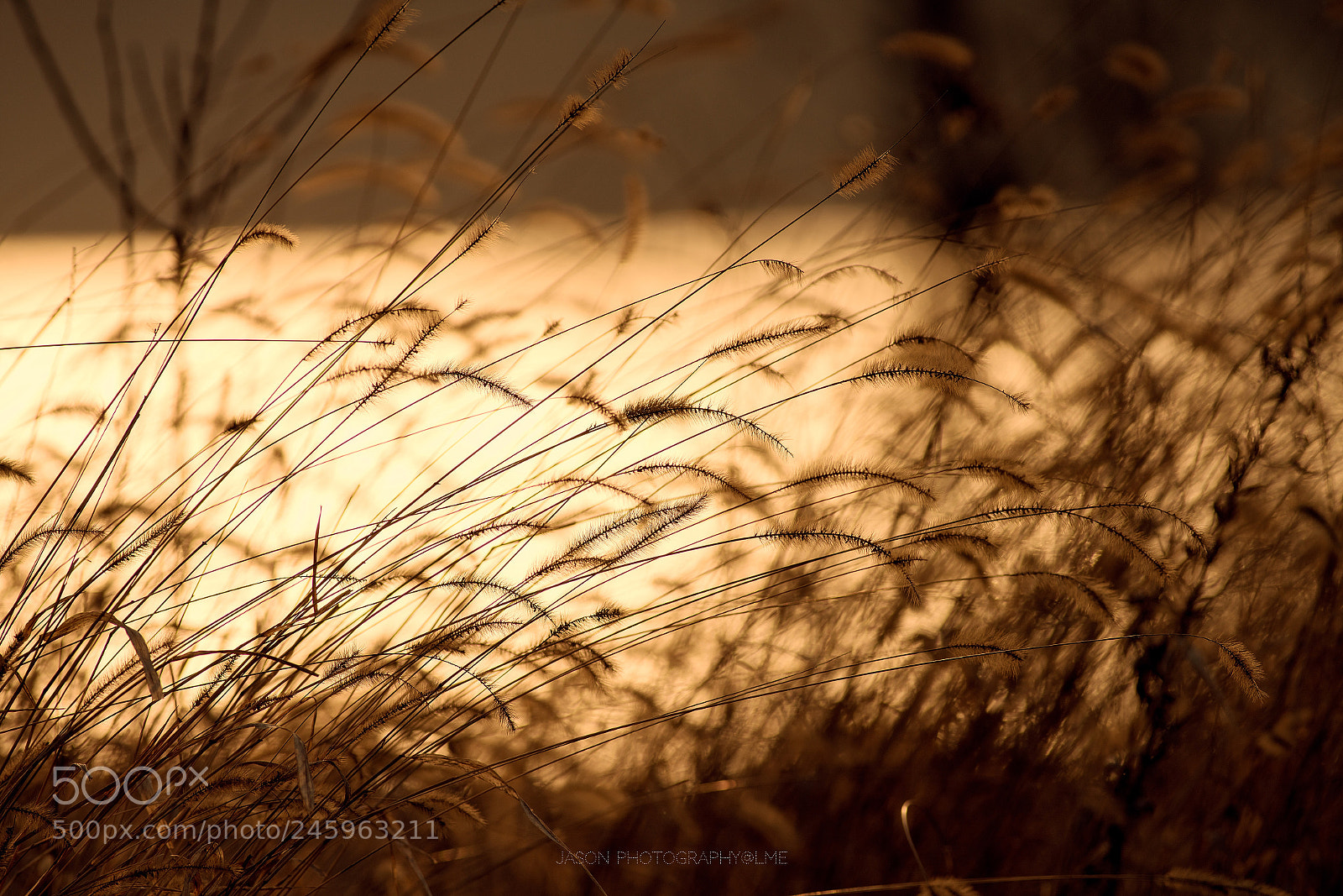 Sony a7R II sample photo. Hay in winter photography