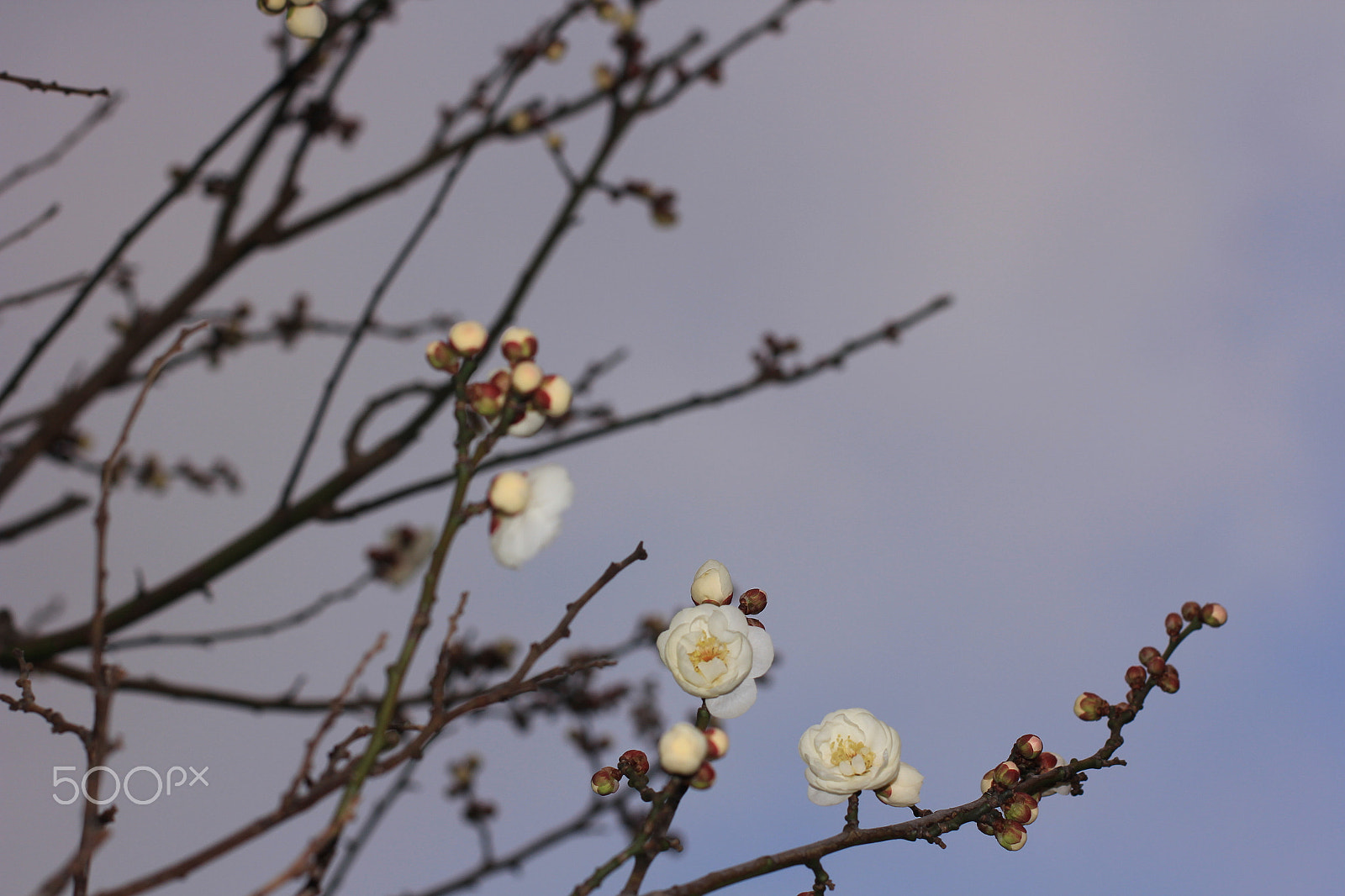 Canon EOS 60D + Canon EF 50mm F1.4 USM sample photo. Shyness  and tough life photography
