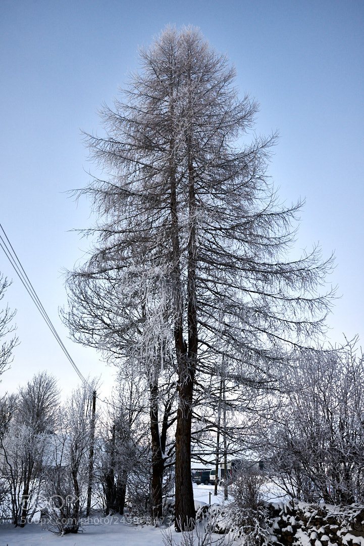 Nikon D800 sample photo. Lärche photography