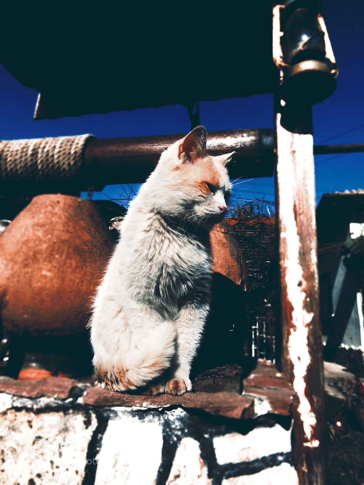 Canon PowerShot SX410 IS sample photo. My white cat photography