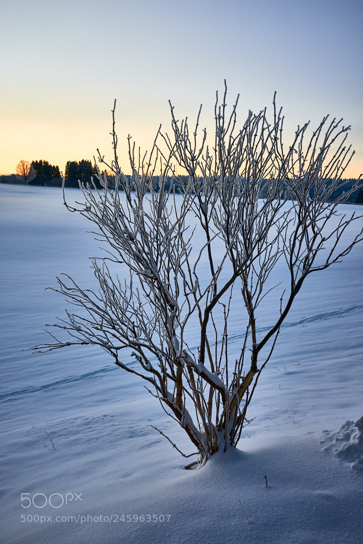 Nikon D800 sample photo. -26 c photography
