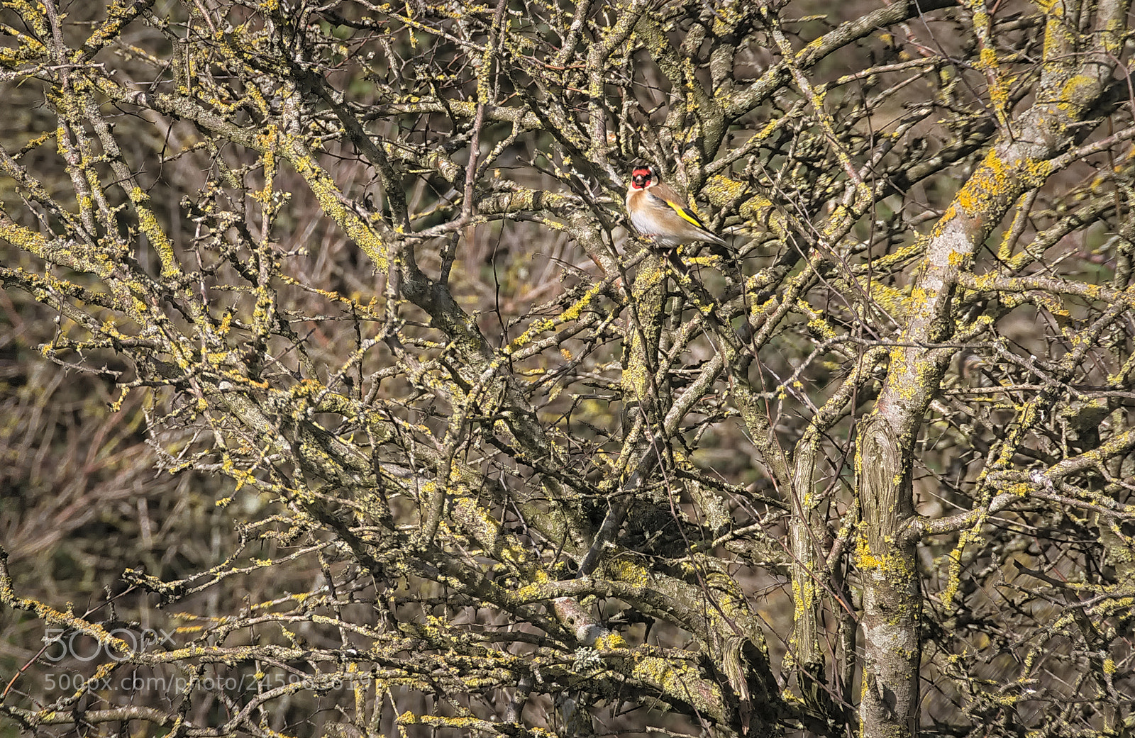 Nikon D300 sample photo. Red just giving the photography