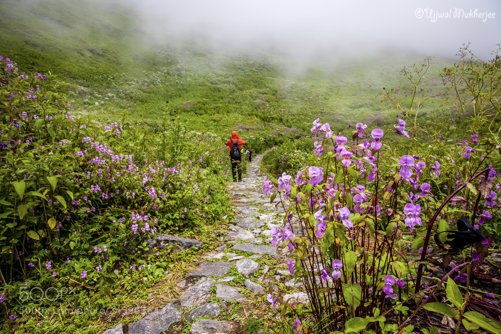 Canon EOS 5D sample photo. Valley of flowers photography